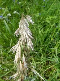 Attēlu rezultāti vaicājumam “Helictotrichon pratense”