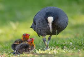 Attēlu rezultāti vaicājumam “Fulica atra adult”