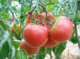 Afbeeldingsresultaat voor stump of the world tomato