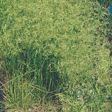 Attēlu rezultāti vaicājumam “Deschampsia cespitosa”