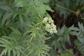 Attēlu rezultāti vaicājumam “Thalictrum lucidum leaf”