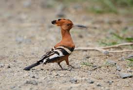 Attēlu rezultāti vaicājumam “Upupa epops adult”