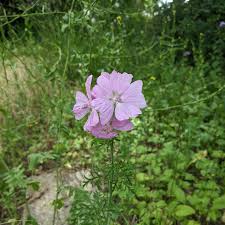 Image result for Malva moschata