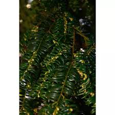 Attēlu rezultāti vaicājumam “Taxus wallichiana”