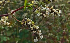 Attēlu rezultāti vaicājumam “Fagopyrum esculentum”