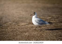 Attēlu rezultāti vaicājumam “Larus ridibundus”