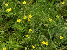 Image result for Potentilla argentea