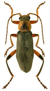 Attēlu rezultāti vaicājumam “Cantharis nigricans”