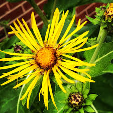 Image result for Inula helenium