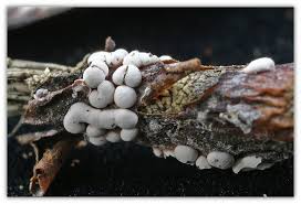 Attēlu rezultāti vaicājumam “Diderma effusum”