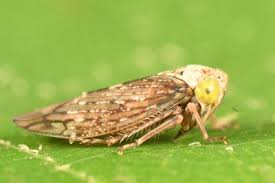 Attēlu rezultāti vaicājumam “Paramesus obtusifrons”