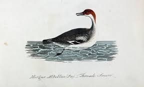 Attēlu rezultāti vaicājumam “Mergus albellus”