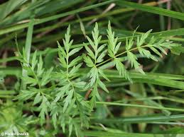 Attēlu rezultāti vaicājumam “Laserpitium prutenicum”