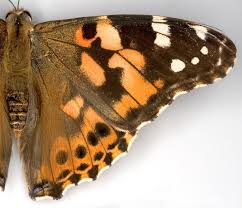 Attēlu rezultāti vaicājumam “Vanessa cardui upperside”