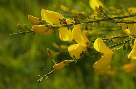 Attēlu rezultāti vaicājumam “Cytisus scoparius leaf”