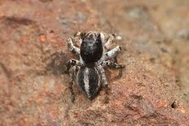 Attēlu rezultāti vaicājumam “Aelurillus v-insignitus”