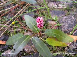 Attēlu rezultāti vaicājumam “Polygonum amphibium flower”