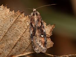 Attēlu rezultāti vaicājumam “Semioscopis oculella”