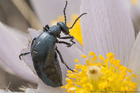 Attēlu rezultāti vaicājumam “Meloe sp. larva”
