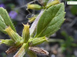 Attēlu rezultāti vaicājumam “Acinos arvensis leaf”