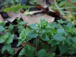 Attēlu rezultāti vaicājumam “Veronica agrestis”