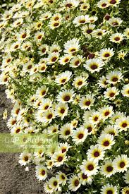 Image result for Chrysanthemum segetum