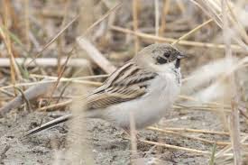 Image result for Emberiza pallasi