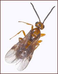 Attēlu rezultāti vaicājumam “Euura brevicornis”