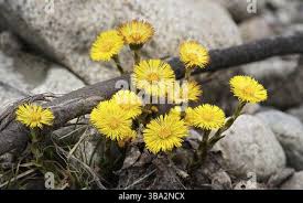 Attēlu rezultāti vaicājumam “Tussilago farfara flower”