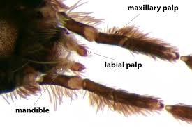 Attēlu rezultāti vaicājumam “Micropterigidae”
