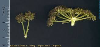 Attēlu rezultāti vaicājumam “Daucus carota subsp. carota fruit”