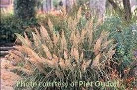 Attēlu rezultāti vaicājumam “Calamagrostis purpurea fruit”