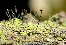 Attēlu rezultāti vaicājumam “Chaenotheca furfuracea”