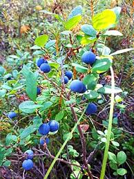 Attēlu rezultāti vaicājumam “Vaccinium uliginosum”