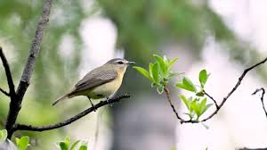 Image result for Vireo philadelphicus