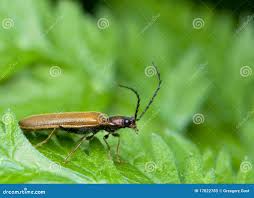 Attēlu rezultāti vaicājumam “Denticollis linearis”