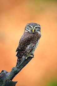 Attēlu rezultāti vaicājumam “Glaucidium passerinum adult”