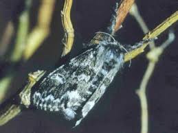 Attēlu rezultāti vaicājumam “Gynaephora selenitica”