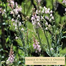 Image result for Linaria purpurea