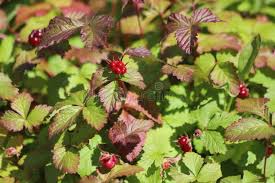 Attēlu rezultāti vaicājumam “Rubus arcticus”