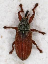 Attēlu rezultāti vaicājumam “Brachonyx pineti”