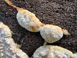 Attēlu rezultāti vaicājumam “Skeletocutis odora”