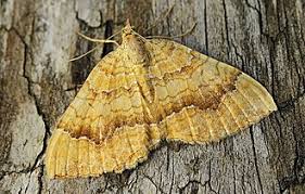 Attēlu rezultāti vaicājumam “Camptogramma bilineata”