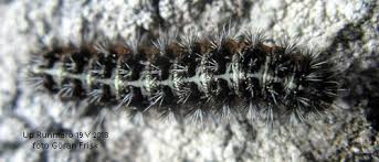 Attēlu rezultāti vaicājumam “Coscinia cribraria”