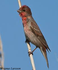 Attēlu rezultāti vaicājumam “Carpodacus erythrinus”