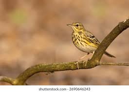 Attēlu rezultāti vaicājumam “Anthus trivialis”