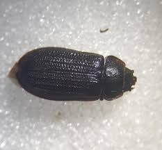 Attēlu rezultāti vaicājumam “Grynocharis oblonga”