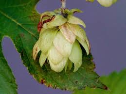 Attēlu rezultāti vaicājumam “Humulus lupulus fruit”