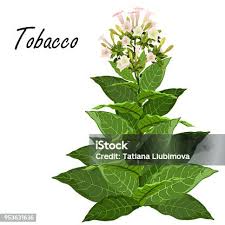 Attēlu rezultāti vaicājumam “Nicotiana tabacum leaf”