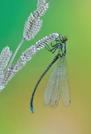 Attēlu rezultāti vaicājumam “Erythromma najas”